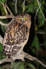 Buffy Fish Owl, Ketupa ketupu