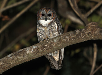 Mottled wood owl, Strix ocellata