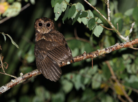 Mentawai Scops Owl, Otus Mentawi