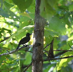 Obi Paradise Crow, Lycocorax obiensis
