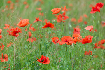 Beautiful red poppies on a summer field. Opium flowers, wild field. Summer background.