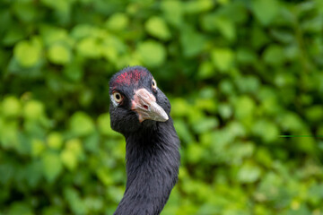 Long neck black bird