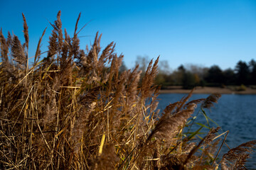 Fototapeta premium reed in the wind