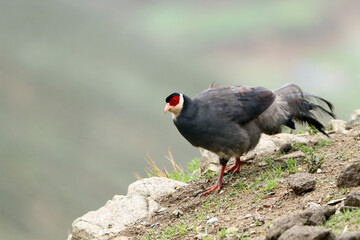 Tibetan eared Pheasant, Crossoptilon harmani