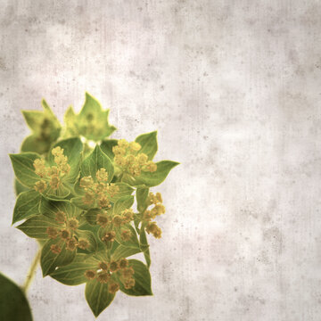stylish textured old paper background with foliage plant round leaved bupleurum