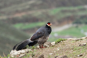 Tibetan eared Pheasant, Crossoptilon harmani