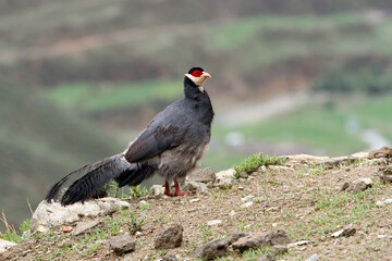 Tibetan eared Pheasant, Crossoptilon harmani