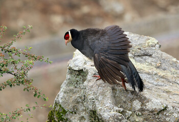 Tibetan eared Pheasant, Crossoptilon harmani