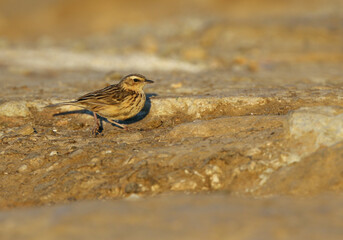 Nilgiri Pipit, Anthus nilghiriensis