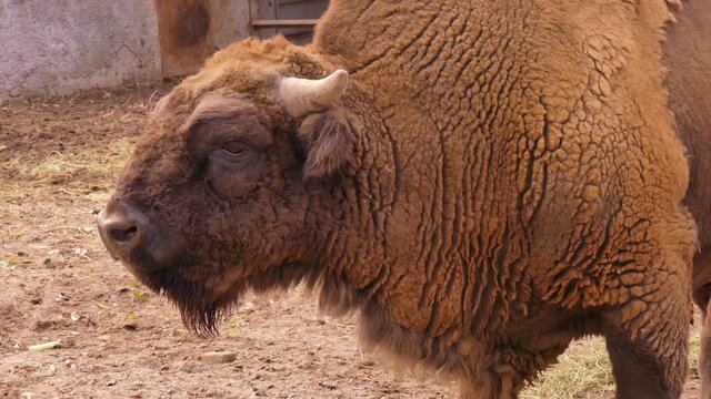 American bison. The bull is a symbol of 2021