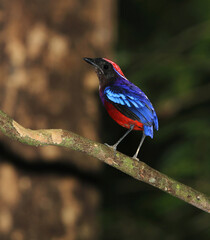 Garnet Pitta, Erythropitta granatina