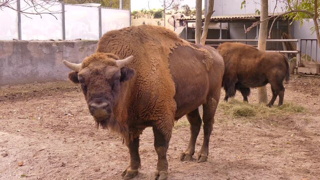 American bison. The bull is a symbol of 2021
