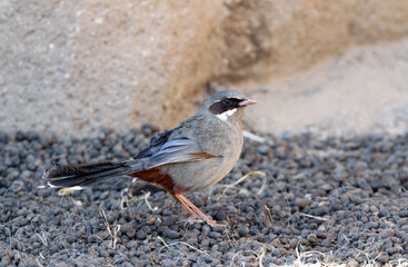 Brown-cheeked Laughingthrush, Trochalopteron henrici