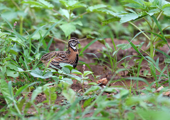 Rain Quail, Coturnix coromandelica