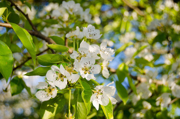 Cherry flowers close up. Photo among the greenery against the blue sky