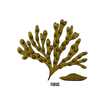 Algae - fukus. Green and red edible algae. Black line ink sketch on a white background. Vector hand drawn illustration cartoon.