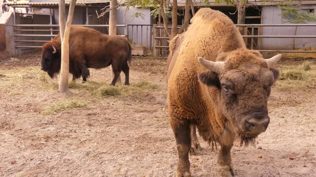 American bison. The bull is a symbol of 2021