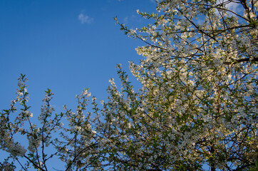 Photo of cherry blossoms in the garden. Spring photo. Blooming trees.