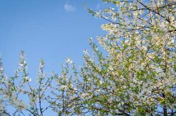 Photo of cherry blossoms in the garden. Spring photo. Blooming trees.