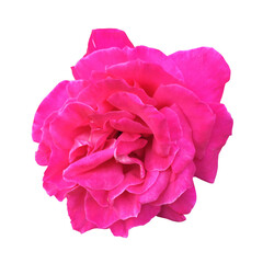 ピンクのバラ（切り抜きパス有り）