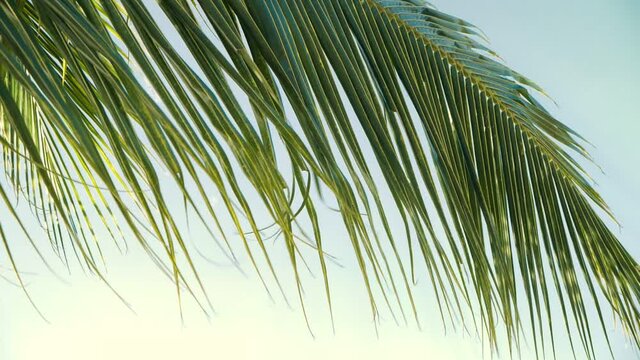 Close up of Tropical coconut palm leaf swaying in the wind, slow motion.