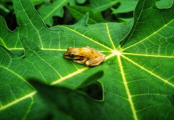 moth on leaf