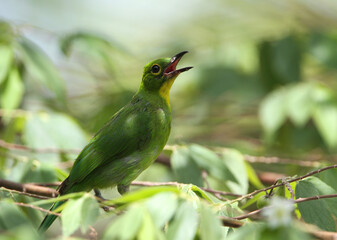 Greater Green Leafbird, Chloropsis sonnerati