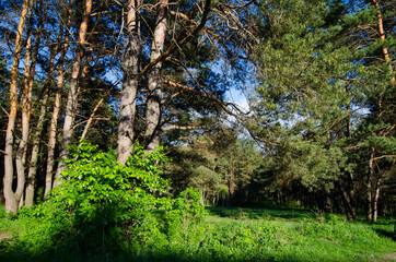 Trees in a pine forest. Summer day photo
