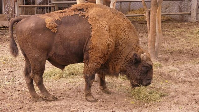 American bison. The bull is a symbol of 2021