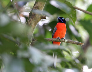 Scarlet-rumped Trogon, Harpactes duvaucelii
