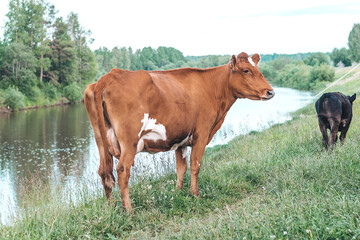 The red cow on the banks of the river.Symbol of the New year 2021.Selective focus