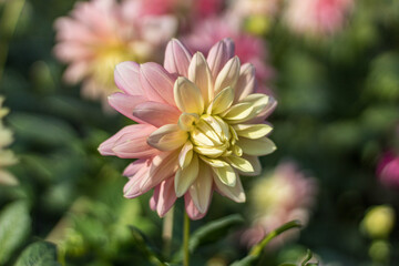 Dully white rose colored dahlia close up in October morning.2020