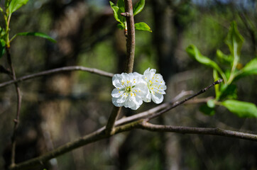Photo of cherry blossoms in the garden. Spring photo. Blooming trees.