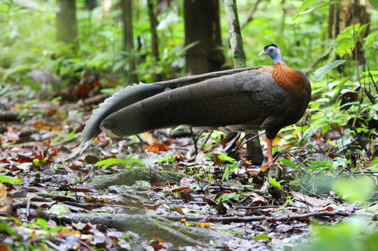 Great Argus, Argusianus Argus Grayi