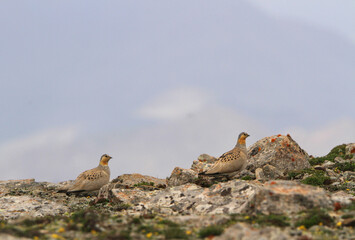 Tibetan Sandgrouse, Syrrhaptes tibetanus