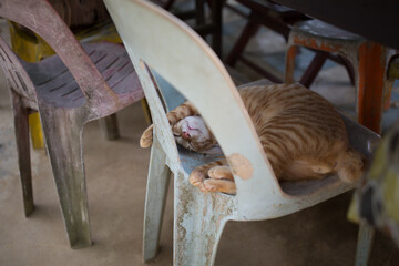 ginger tabby cat sleeps rests on old plastic chair is asia singapore outdoors peeking