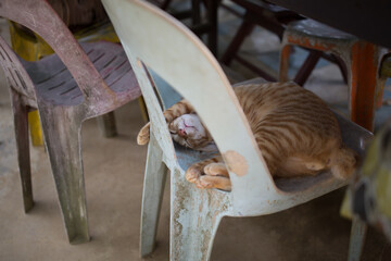 ginger tabby cat sleeps rests on old plastic chair is asia singapore outdoors peeking © Adam