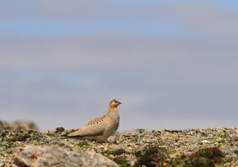 Tibetan Sandgrouse, Syrrhaptes tibetanus