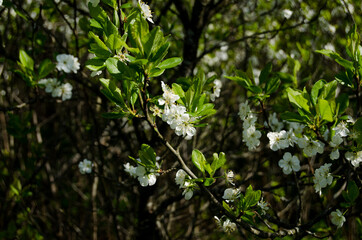 Photo of cherry blossoms in the garden. Spring photo. Blooming trees.