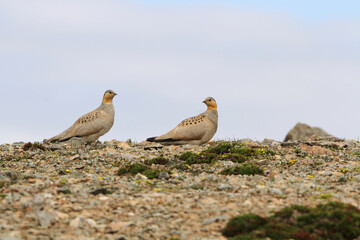 Tibetan Sandgrouse, Syrrhaptes tibetanus