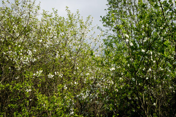 Fototapeta premium Photo of cherry blossoms in the garden. Spring photo. Blooming trees.