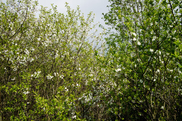 Photo of cherry blossoms in the garden. Spring photo. Blooming trees.