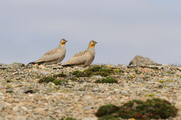 Tibetan Sandgrouse, Syrrhaptes tibetanus