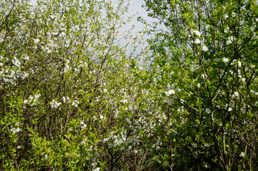 Photo of cherry blossoms in the garden. Spring photo. Blooming trees.