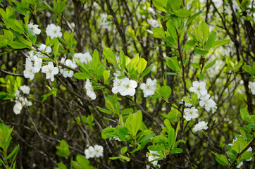 Photo of cherry blossoms in the garden. Spring photo. Blooming trees.