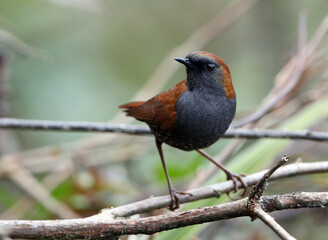 Gould's Shortwing, Heteroxenicus stellatus
