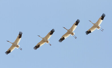 Siberian Crane, Leucogeranus leucogeranus