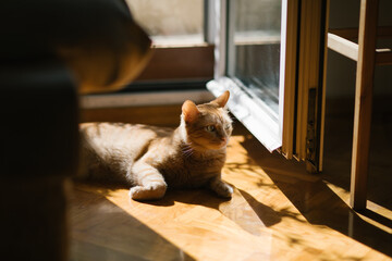 cat in a natural pose looking away pet ginger tabby young wooden floor in the sun resting shadows high contrast awake