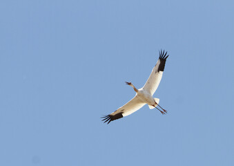 Fototapeta na wymiar Siberian Crane, Leucogeranus leucogeranus