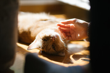 cats being stroked by womans hand pet owner ginger tabby young wooden floor in the sun resting shadows high contrast sleepy looking at the camera